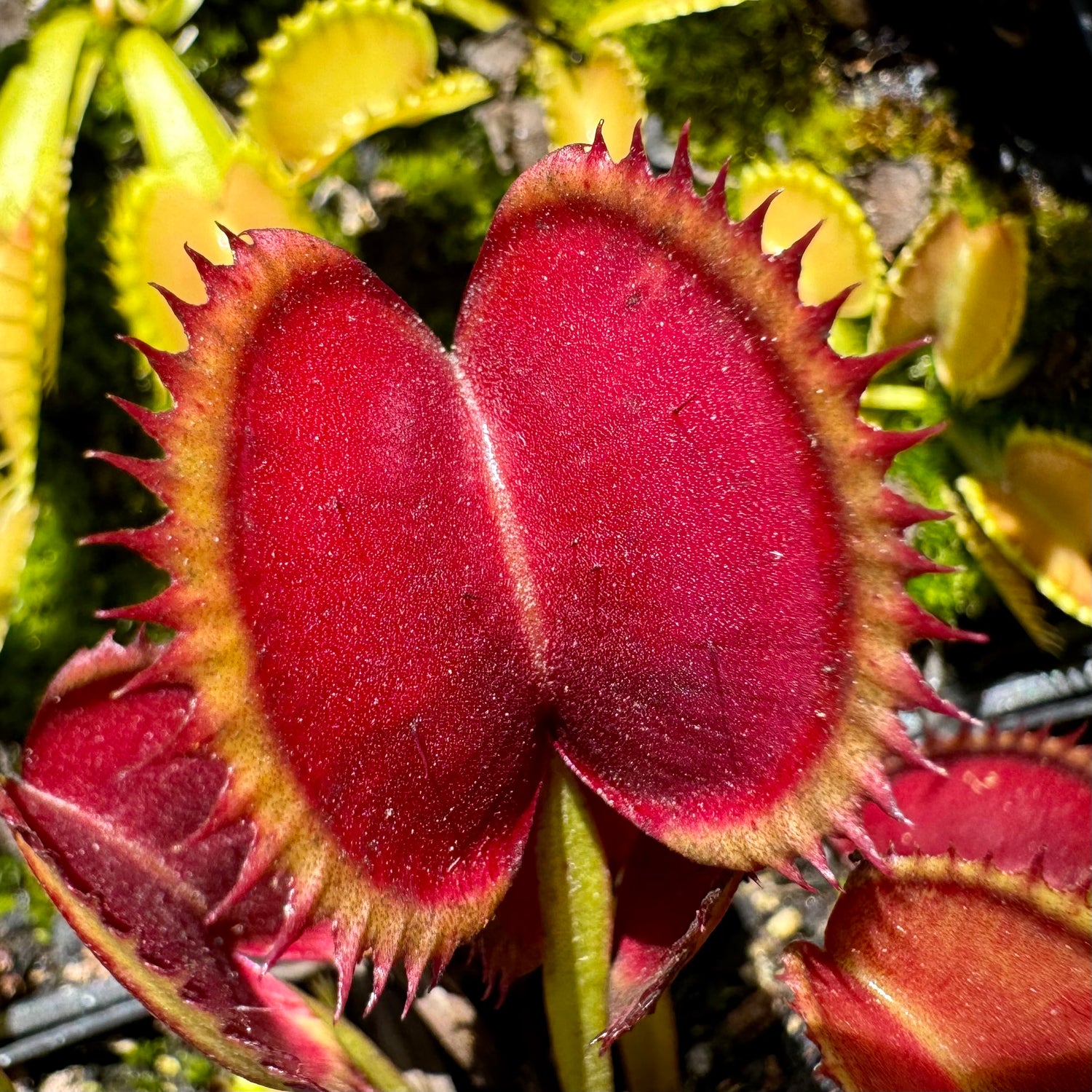 Dionaea m. 'FTS Flaming Lips' Potted
