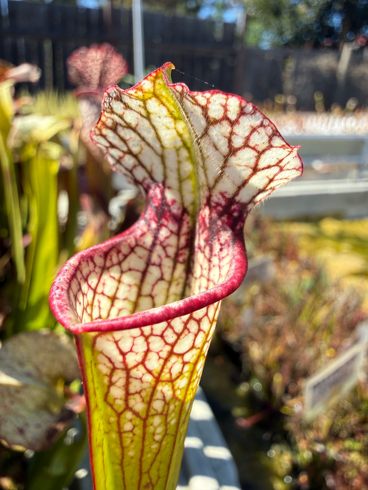 Sarracenia ( x ‘Leah Wilkerson’ ) x leucophylla ‘Black Sheer’ Potted