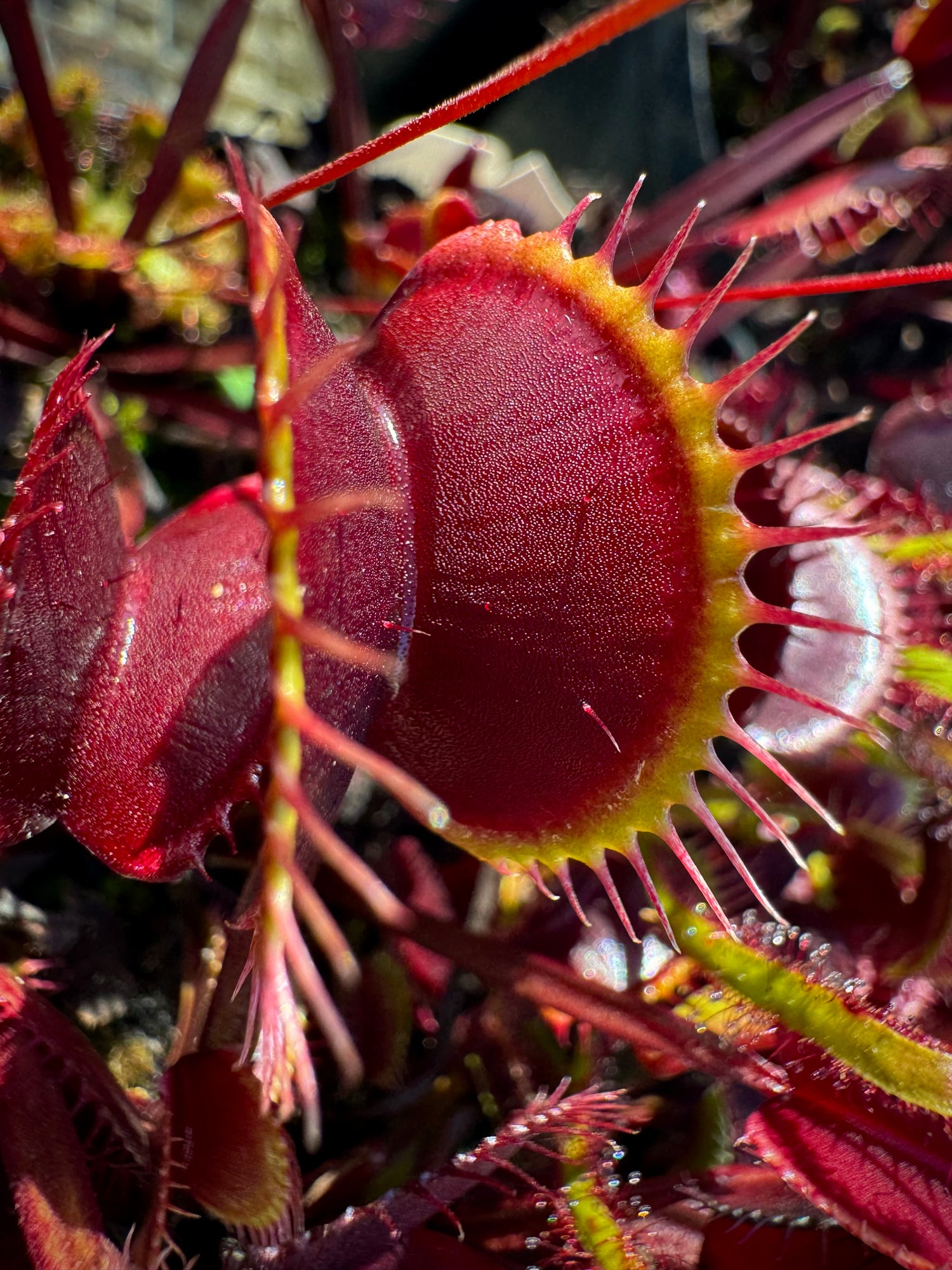 Dionaea m. “003 Dark Red” Potted
