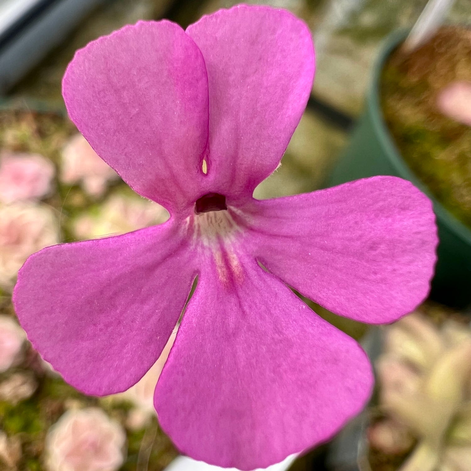 Pinguicula ehlersiae "Cotton Candy" BARE ROOT