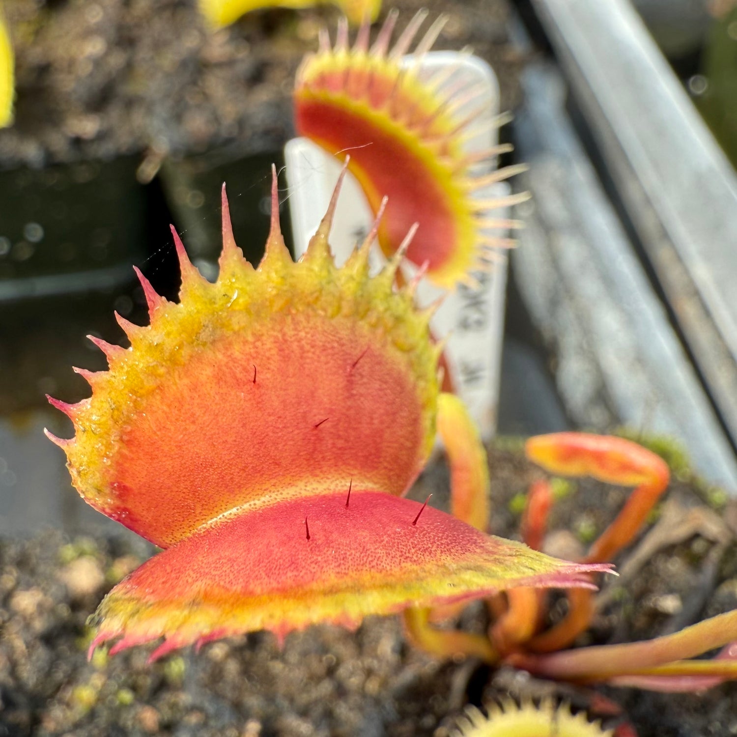 Dionaea m. “TDK2” JH Potted