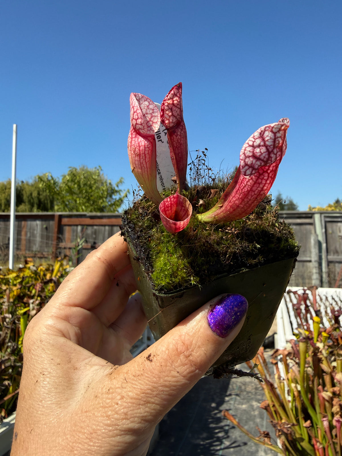 Sarracenia ( x ‘Caitrin Claire’ ) x purpurea ssp. venosa v. burkii ‘Jim Miller’ Potted