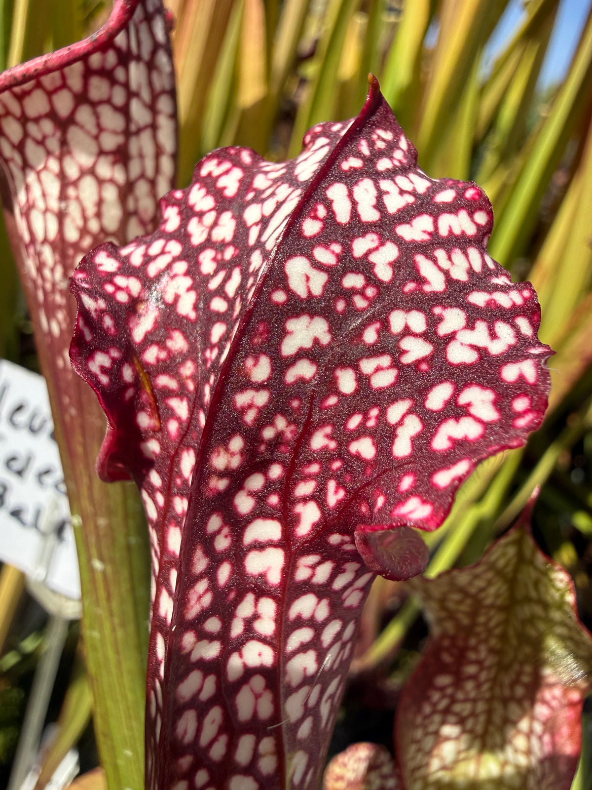 Sarracenia leucophylla “Red, Near East Point, Franklin Co, FL” Potted