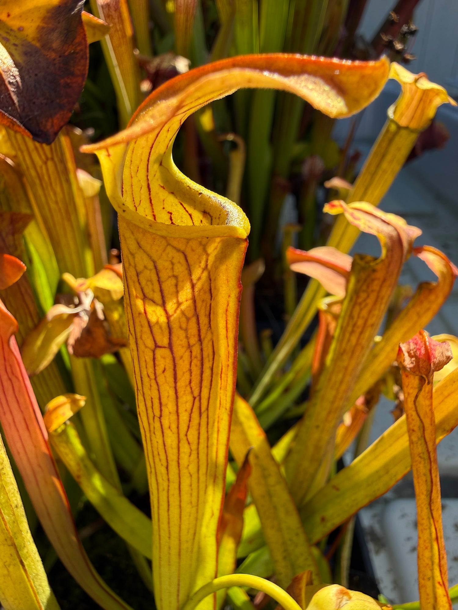 Sarracenia rubra ssp wherryi "Washington Co, Alabama" Potted