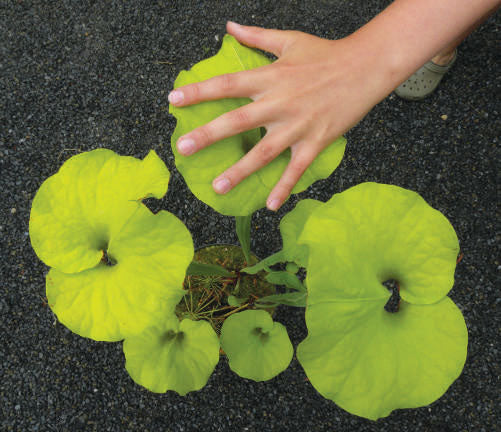 Sarracenia flava var rugelii ‘Bob Hanrahan’ Division Potted