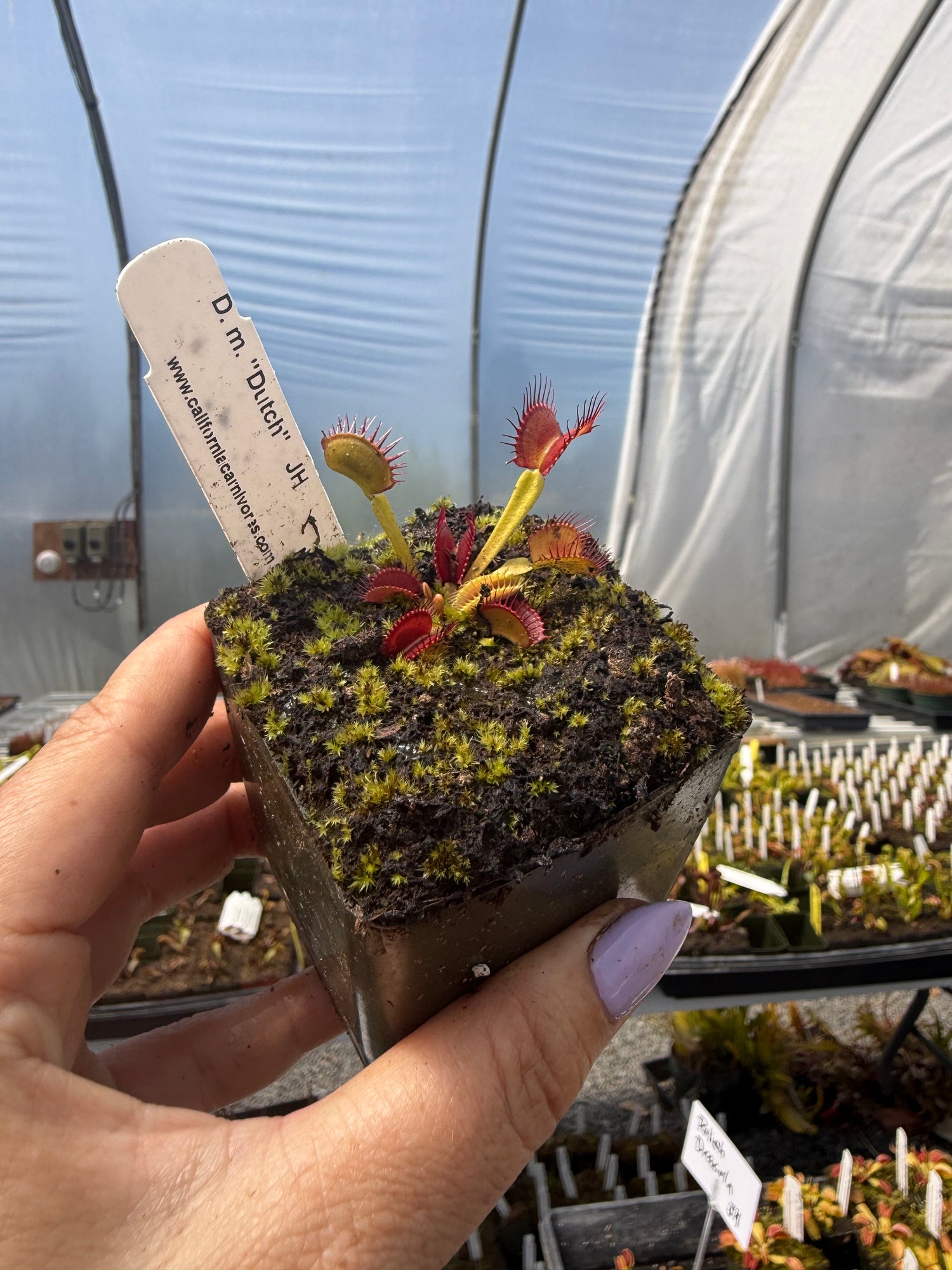 Dionaea m. “Dutch” JH Potted