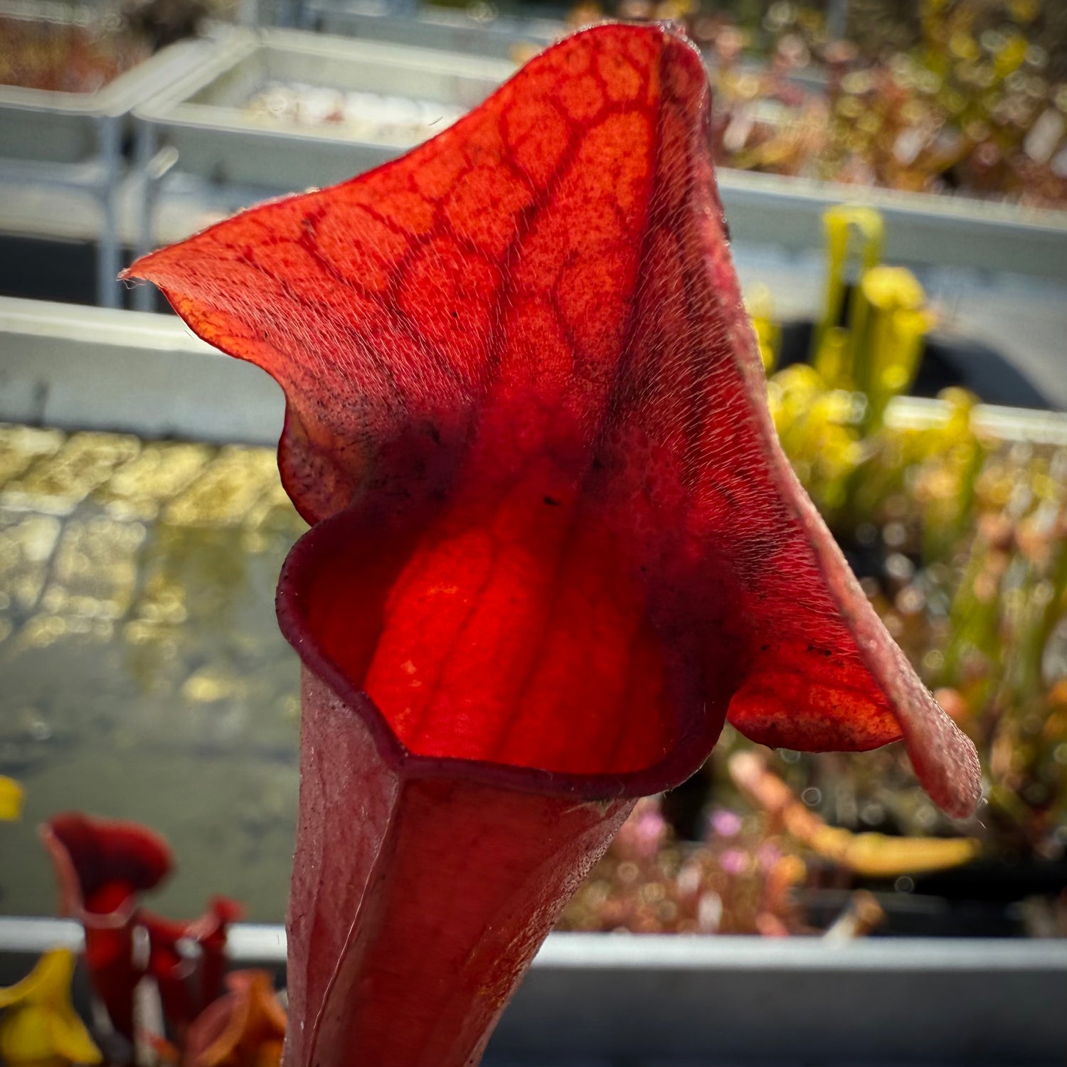 Sarracenia x catesbaei seed-grown Potted