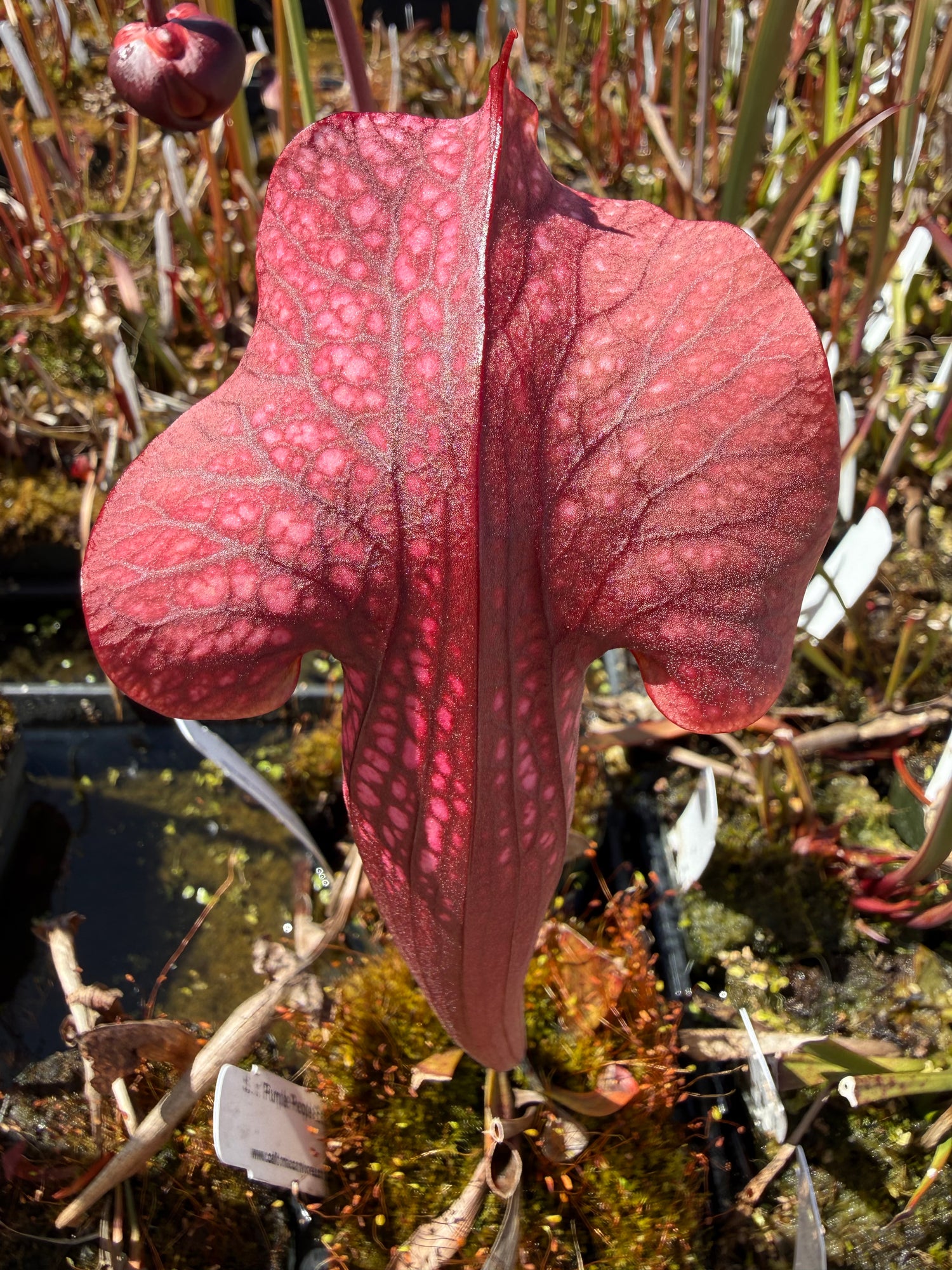 Sarracenia x ‘Purple People Eater’ Potted