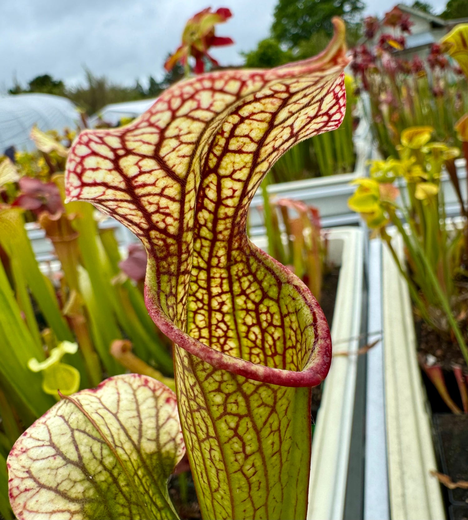 Sarracenia ( x 'Leah Wilkerson' ) x ( x 'Deep Throat' ) Potted