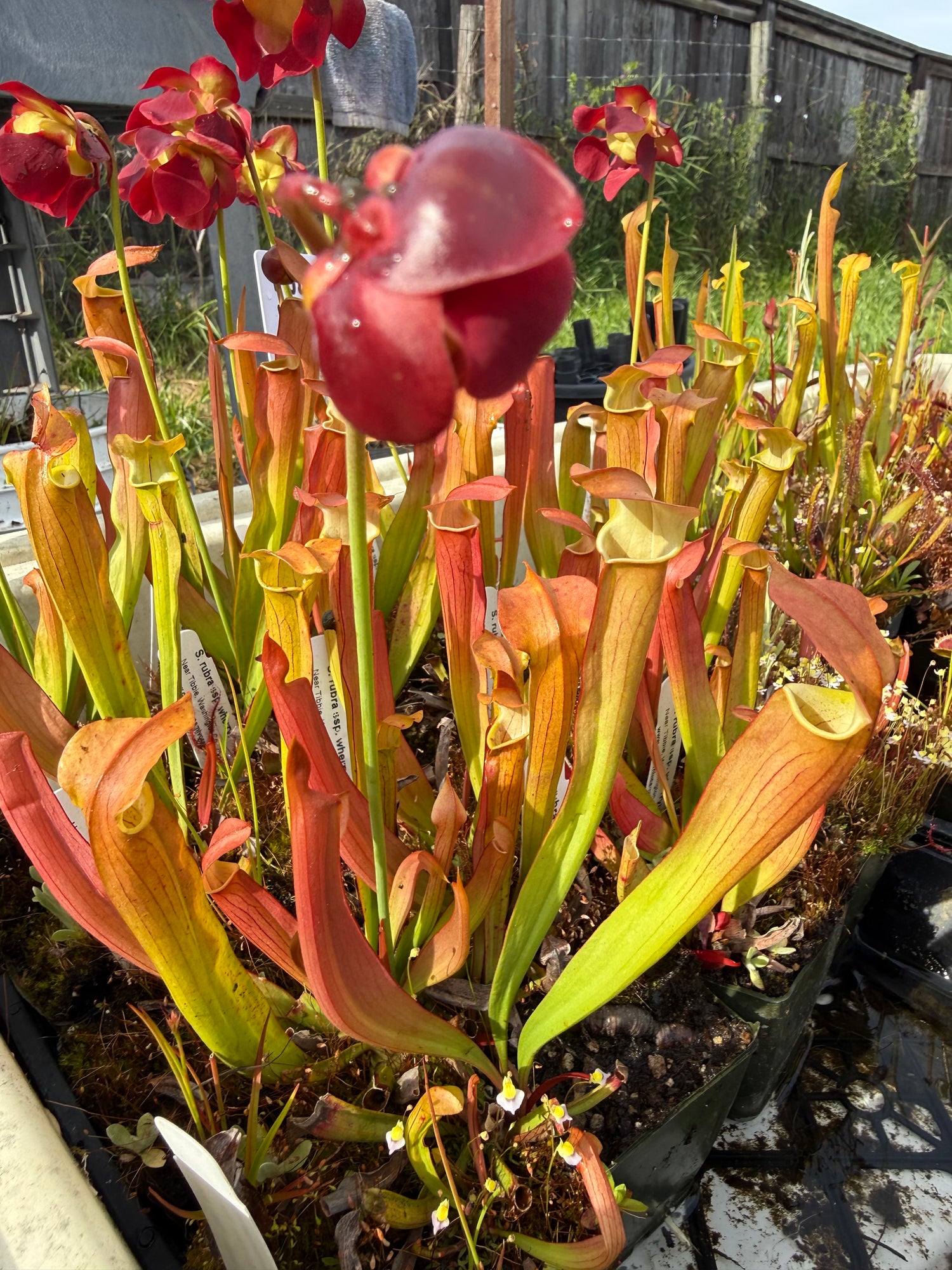 Sarracenia rubra ssp wherryi “Near Tibbie, Co, AL” Potted