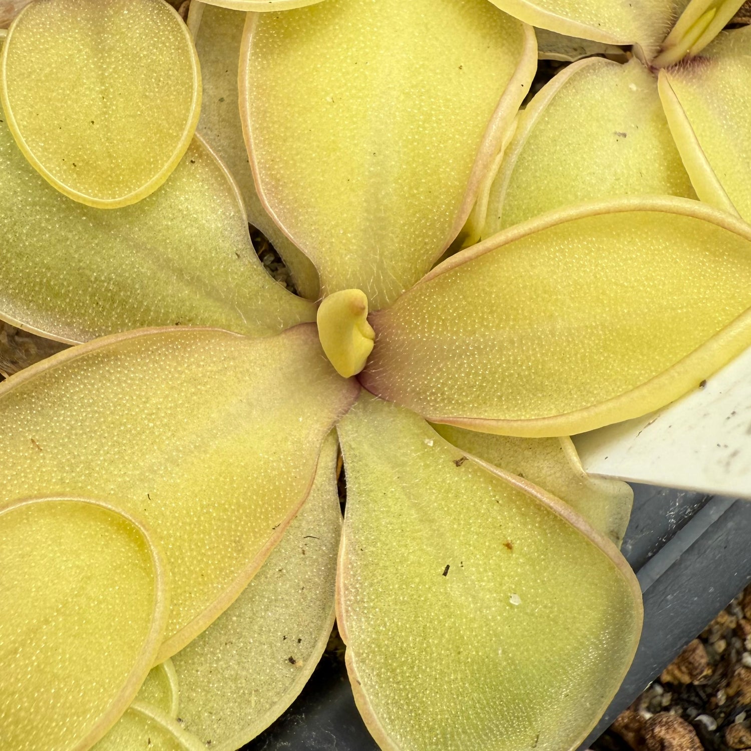 Pinguicula x “Hanok” BARE ROOT