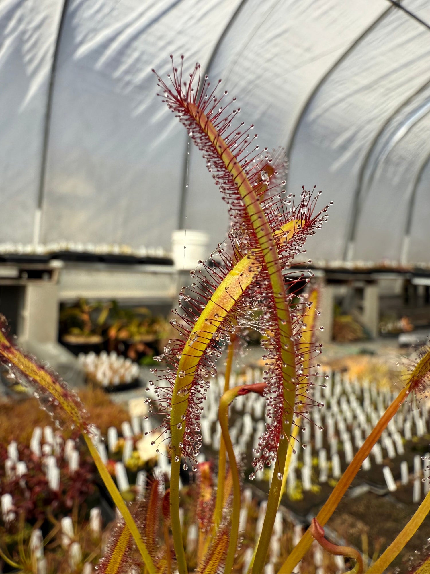 Drosera capensis ‘Big Pink’ Potted