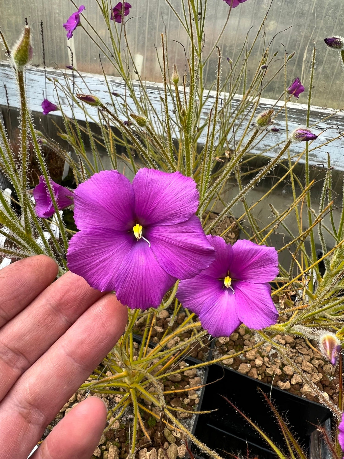 Purple flowers with a hand holding one of them, set against a natural background.