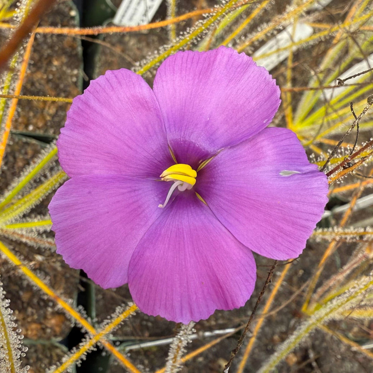 Purple flower with a yellow center in a natural setting