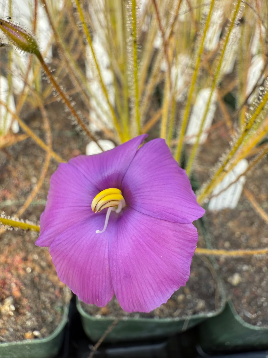 A close-up of a purple flower flower with a bright yellow center, growing in a small pot with other plants in the background.