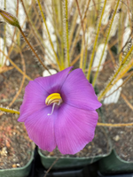 A close-up of a purple flower flower with a bright yellow center, growing in a small pot with other plants in the background.