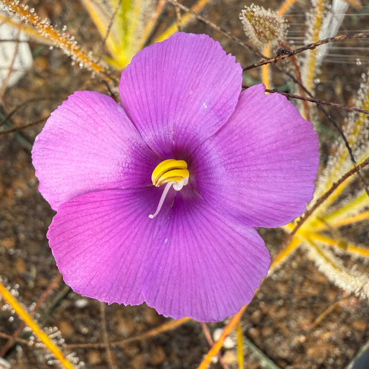 A single bright purple flower with a yellow center and white stamens, photographed close up among dry grasses and soil.