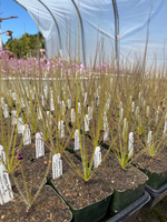 Row of young plants in pots with labels in a greenhouse setting