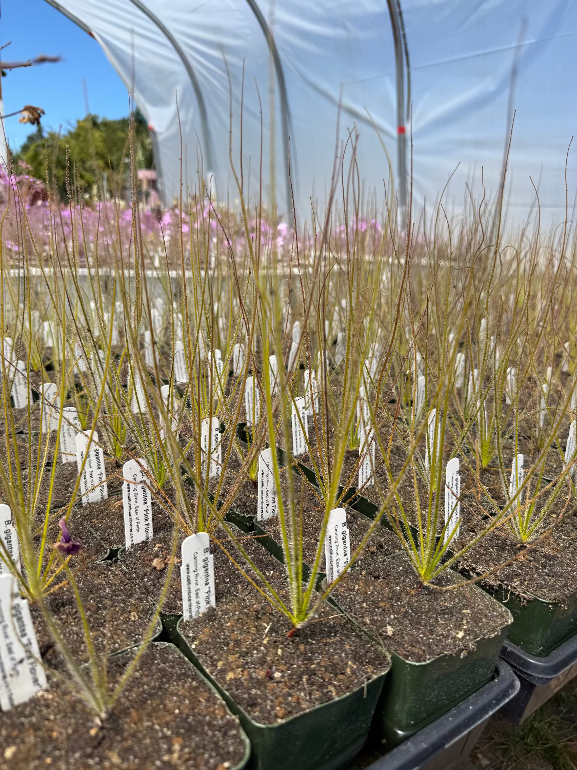 Row of young plants in pots with labels in a greenhouse setting