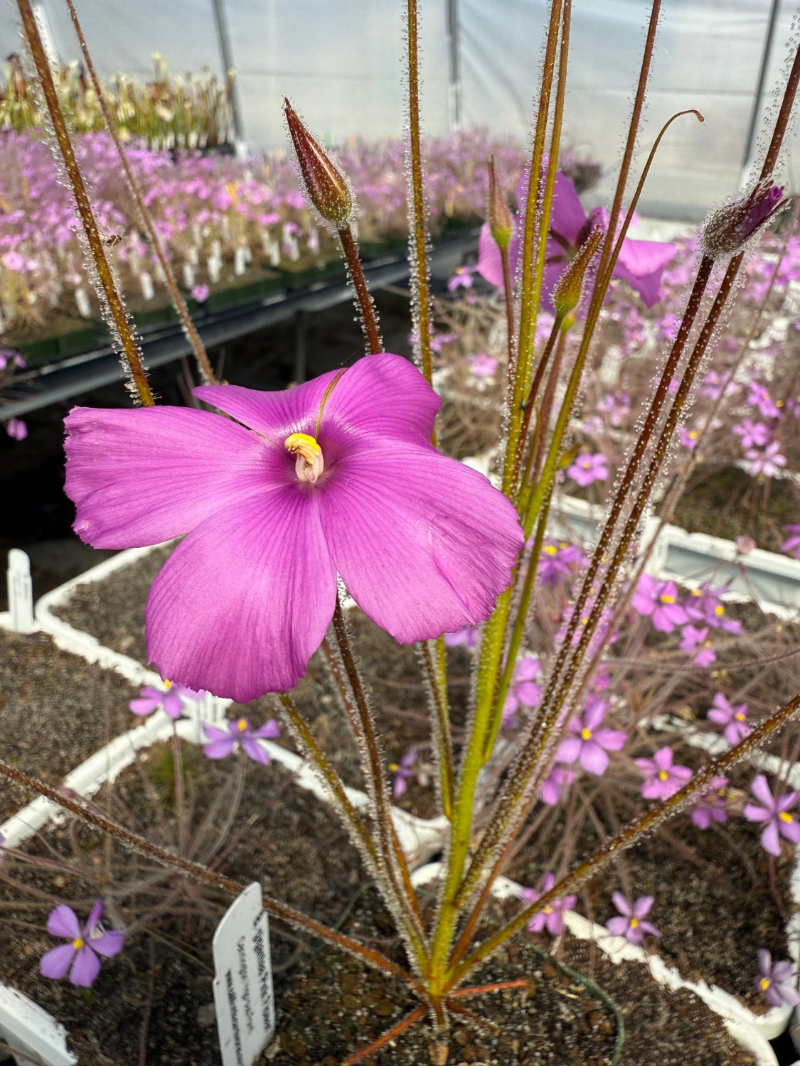 Close-up of a pink flower with a blurred greenhouse background