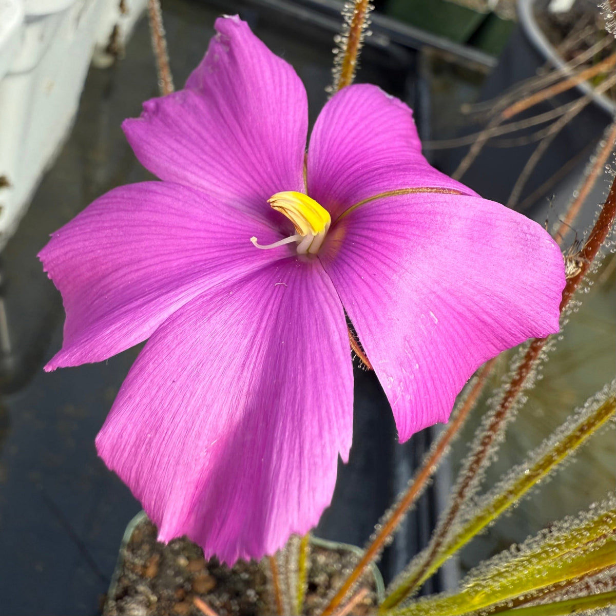 A close-up of a bright pink flower with a yellow center, growing among fine green and brown stems with small white gland-like droplets, photographed outdoors near a pot.