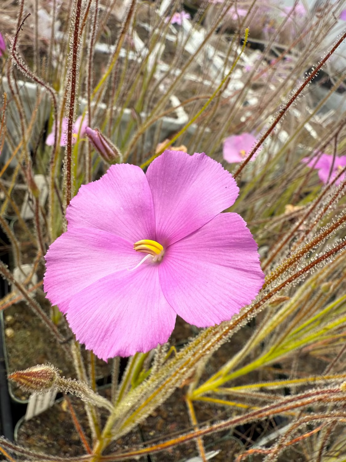 A close-up of a pink byblis flower with a yellow center, surrounded by fine, spiny brown and green plant stems in a natural garden setting.