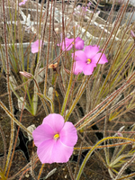 Pink byblis flowers with fine, hairlike golden-brown stems in a natural outdoor setting.