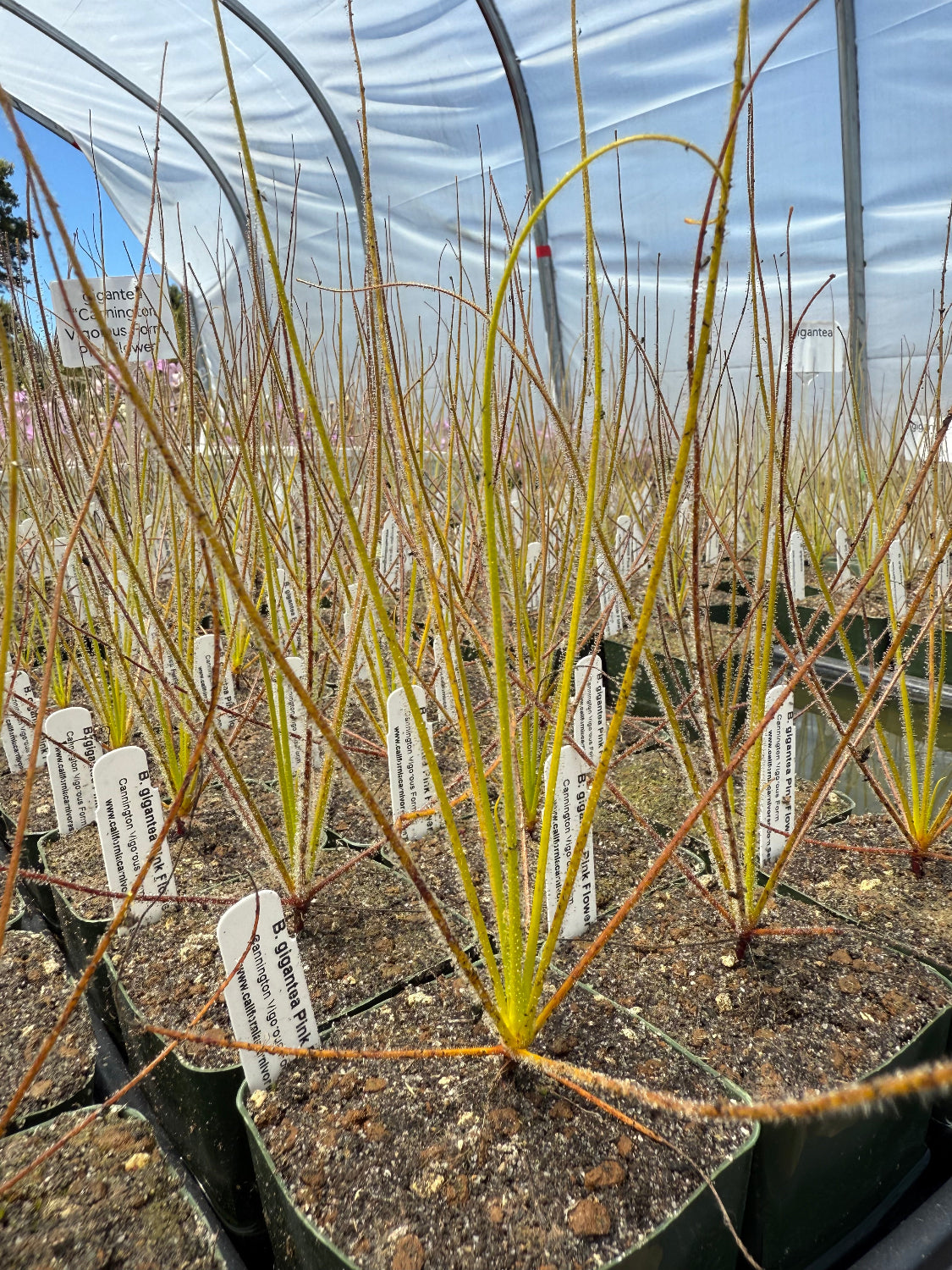 Potted plants with labels in a greenhouse setting