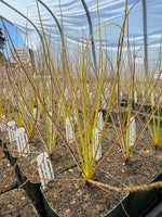 Potted plants with labels in a greenhouse setting