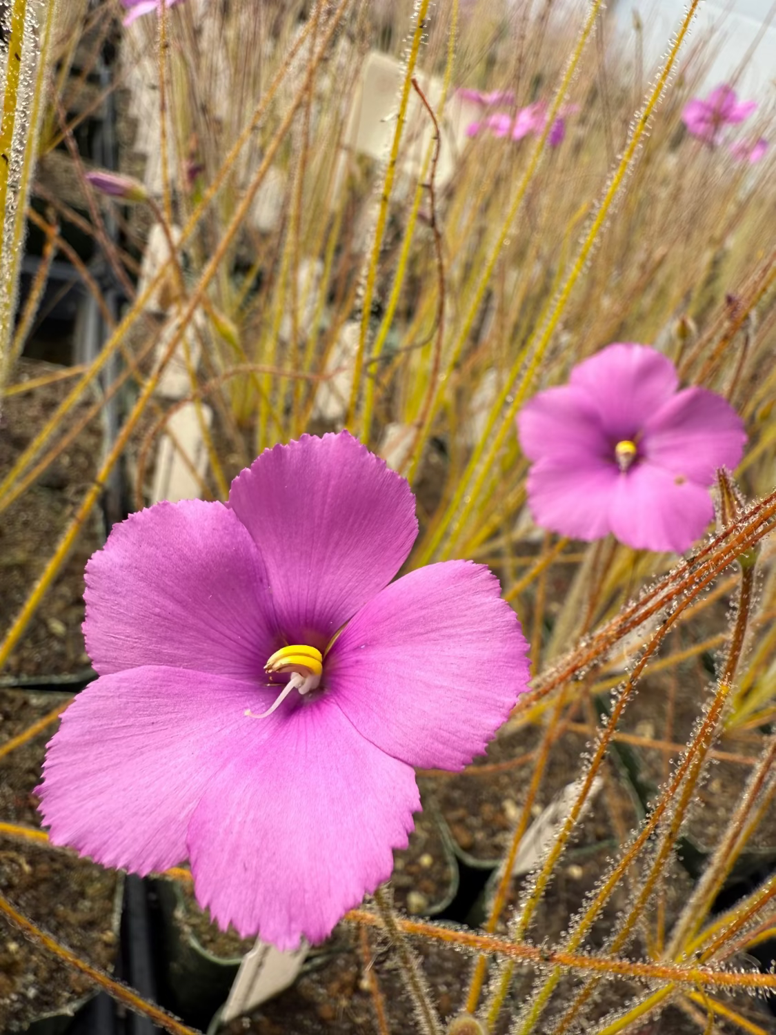 A close-up of a bright pink-purple pitcher plant flower with a yellow center, surrounded by fine golden-brown tentacles in a natural-looking outdoor or greenhouse setting.