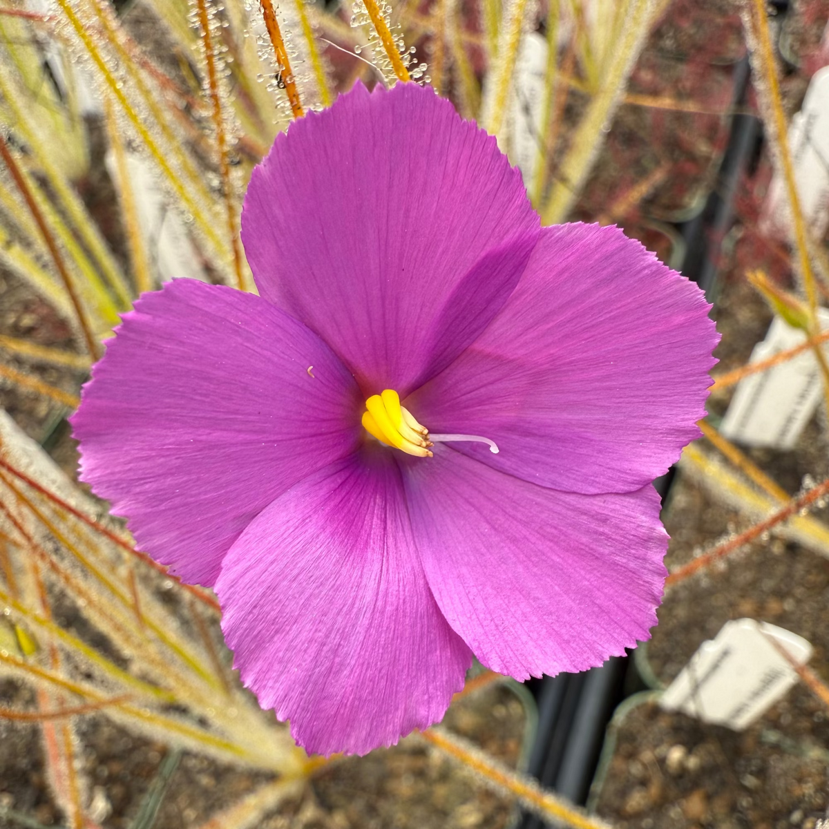 Byblis ( gigantea x lamellata ) x gigantea