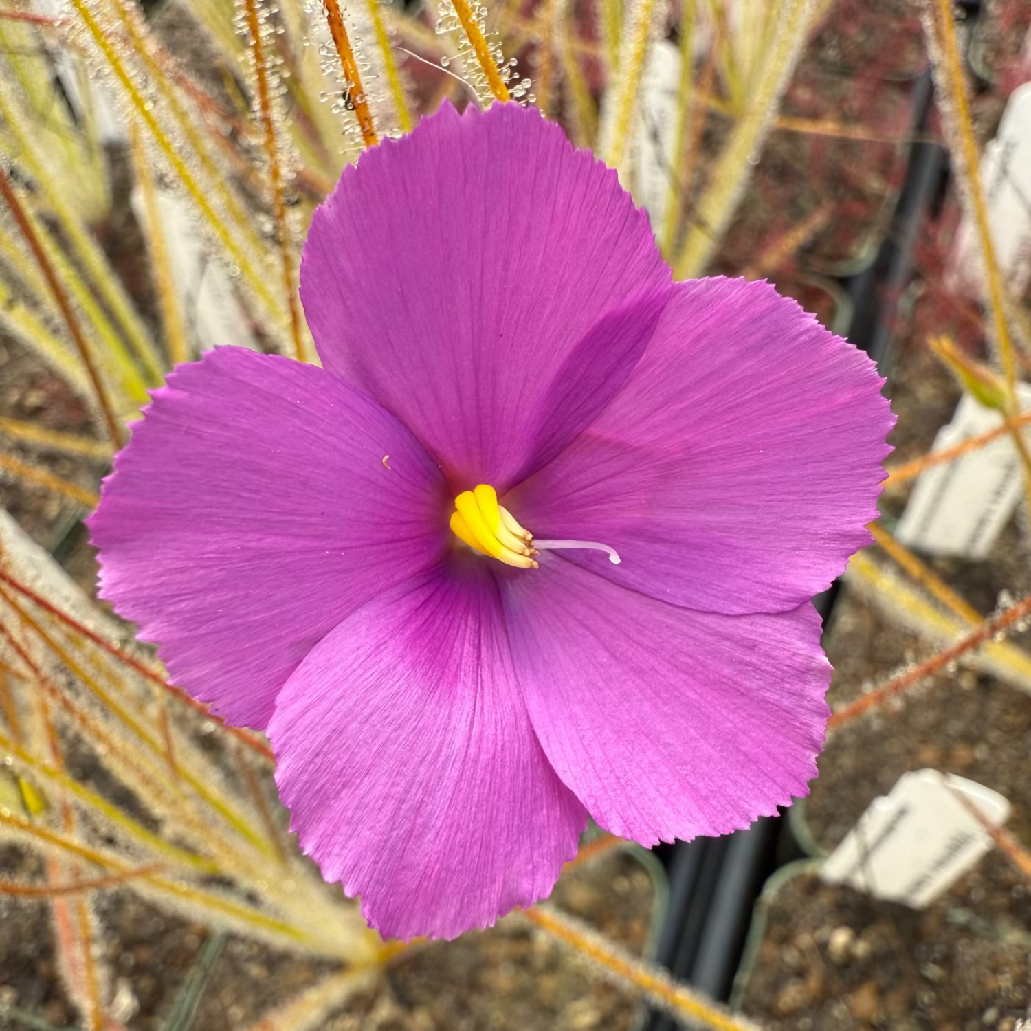 A close-up of a bright magenta-purple flower with a yellow center, surrounded by fine, thread-like golden-brown plant structures and blurred soil in the background.