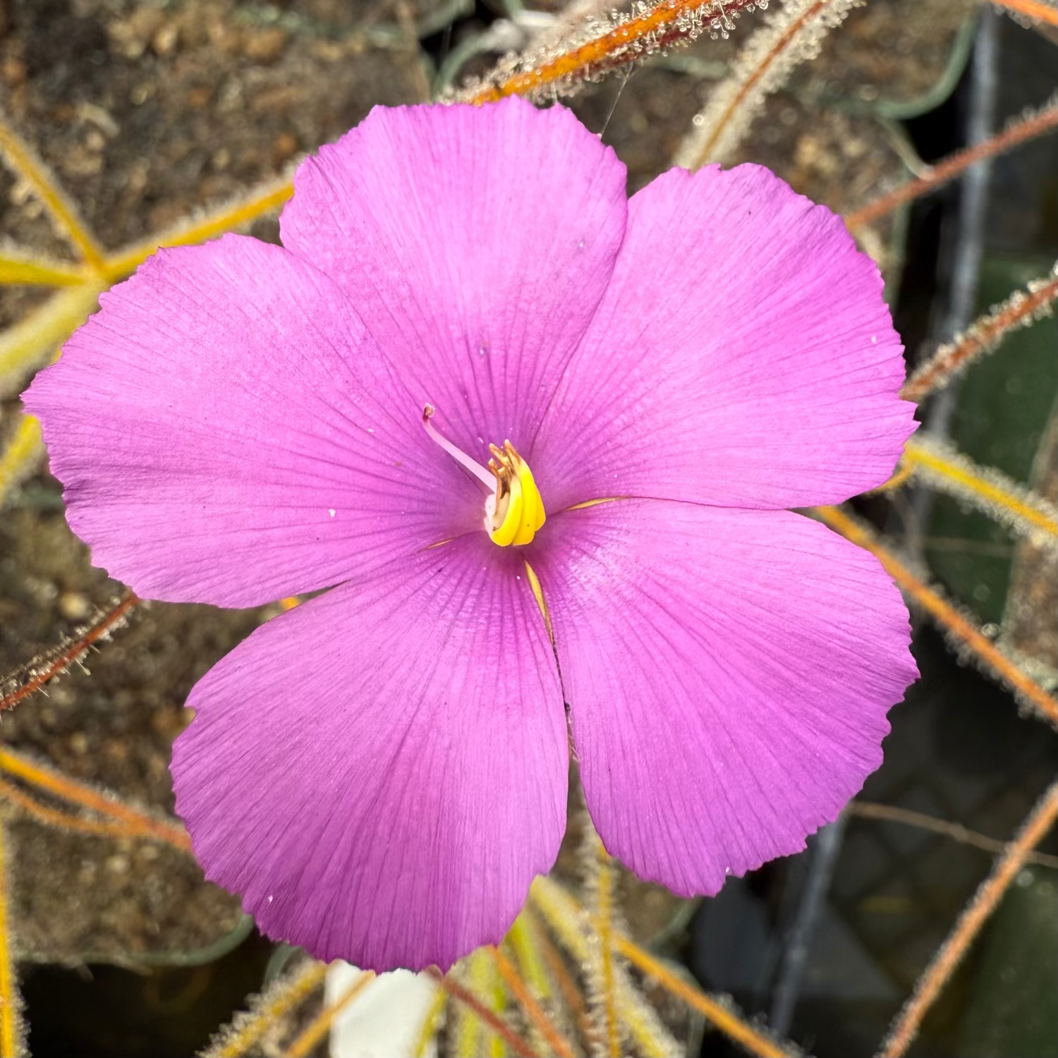 Close-up of a purple flower with a yellow center against a blurred natural background