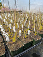 Close-up of a plant with thin leaves and a textured surface.