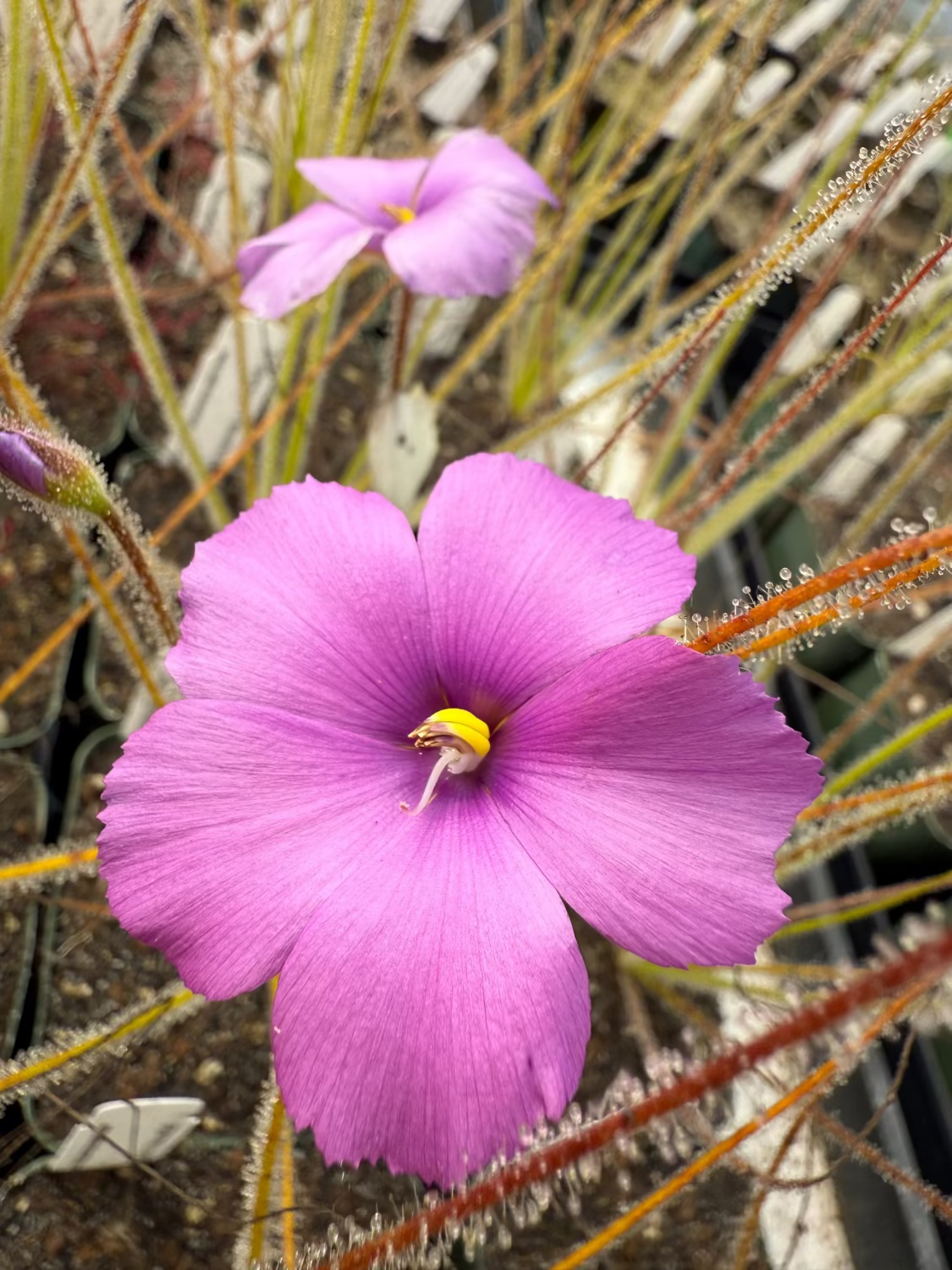 A close-up of a bright pink-purple flower with five petals and a small yellow center, growing among fine grass-like stems in a natural outdoor setting.