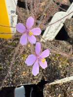 A close-up of a byblis liniflora plant with two light purple flowers and yellow centers, surrounded by sticky reddish-brown tentacles