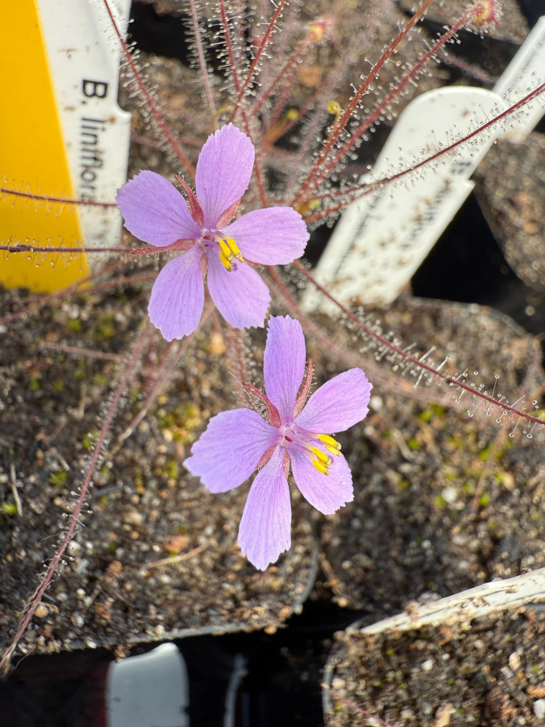 A close-up of a byblis liniflora plant with two light purple flowers and yellow centers, surrounded by sticky reddish-brown tentacles