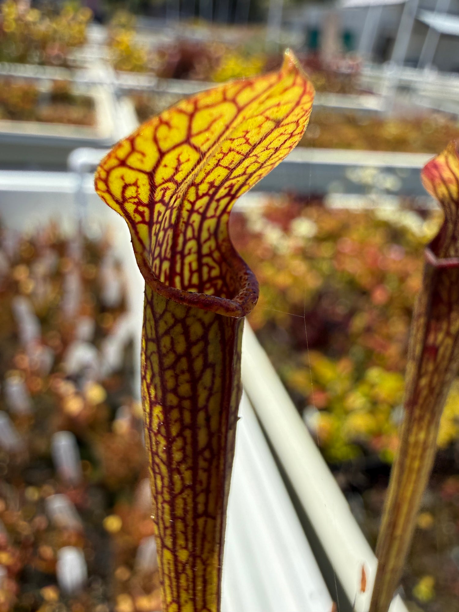 Sarracenia rubra ssp. jonesii “Etowah, Henderson Co, NC” Potted