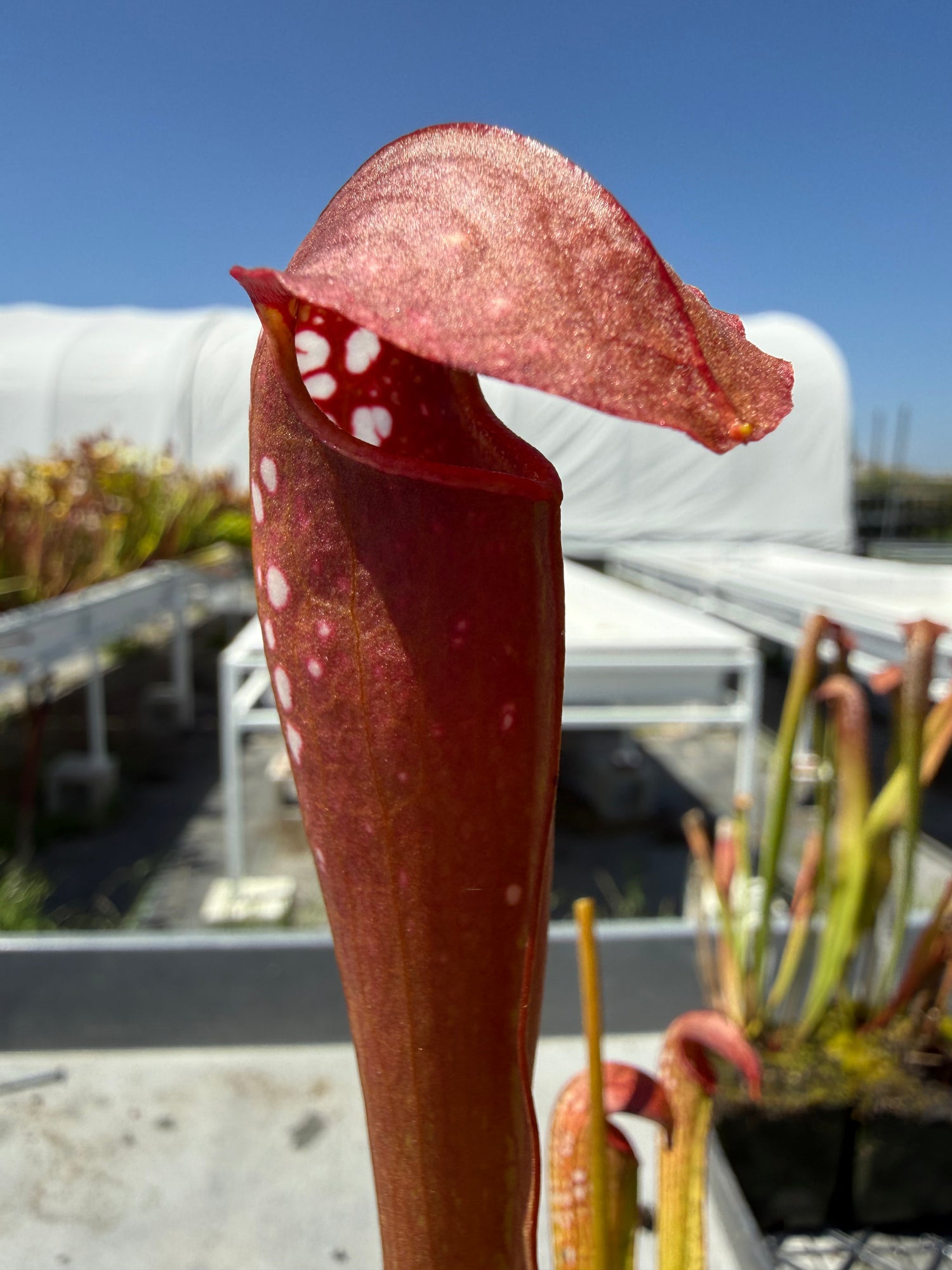 Sarracenia minor ‘Okee Giant’ x ( x ‘Green Monster’ ) Clone 3 RC Potted