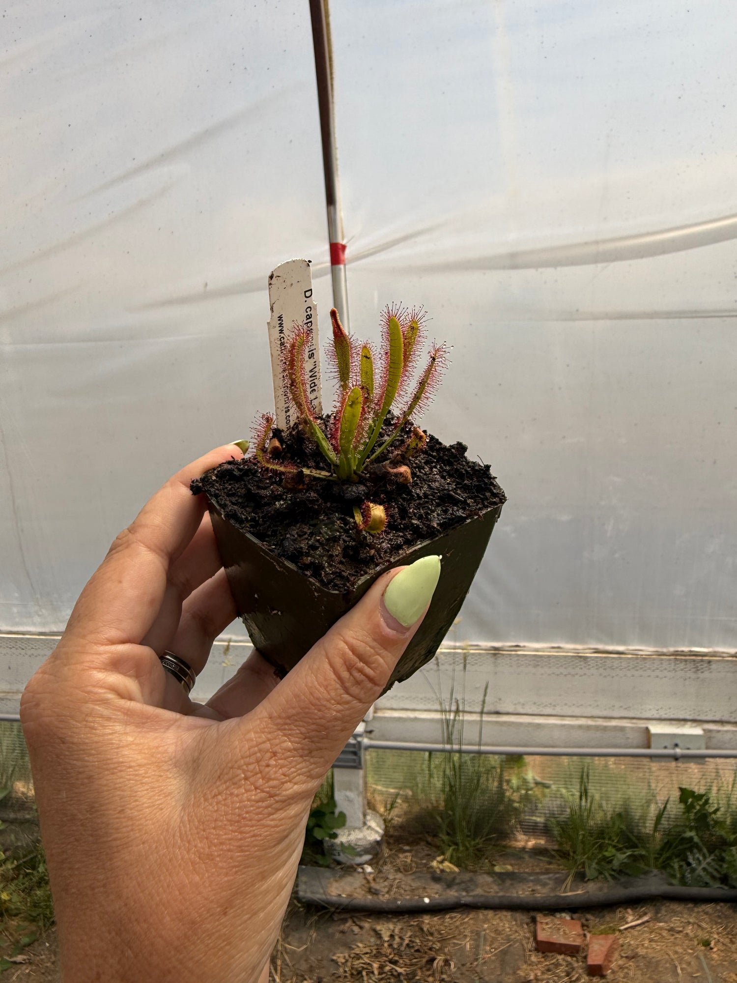 Drosera capensis 'wide leaf' Potted