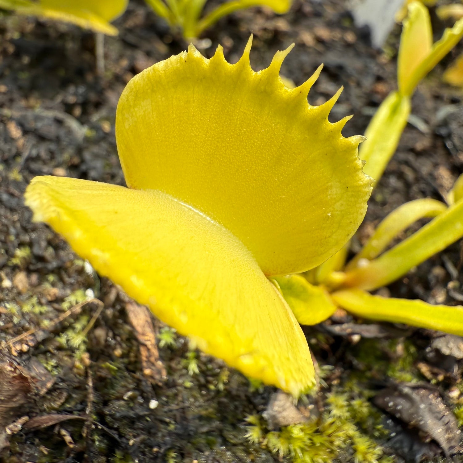 Dionaea m. “GJ Basmati” JH Potted