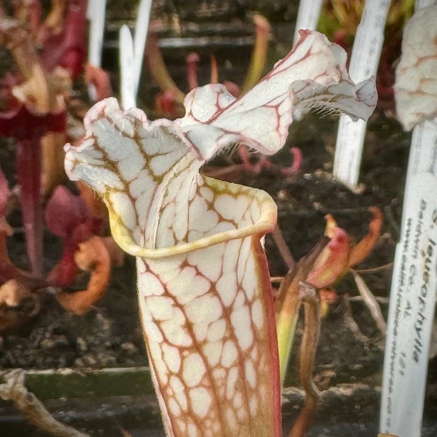 Sarracenia leucophylla "Baldwin Co, AL" Potted
