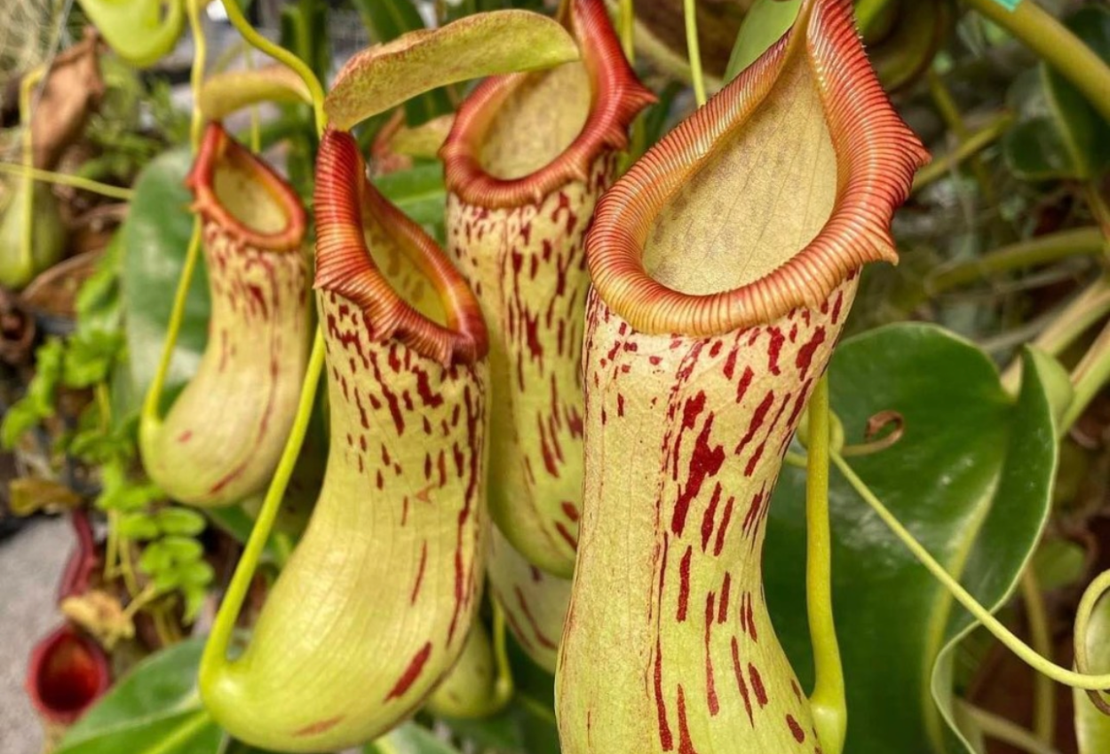California Carnivores - Carnivorous Plant Nursery