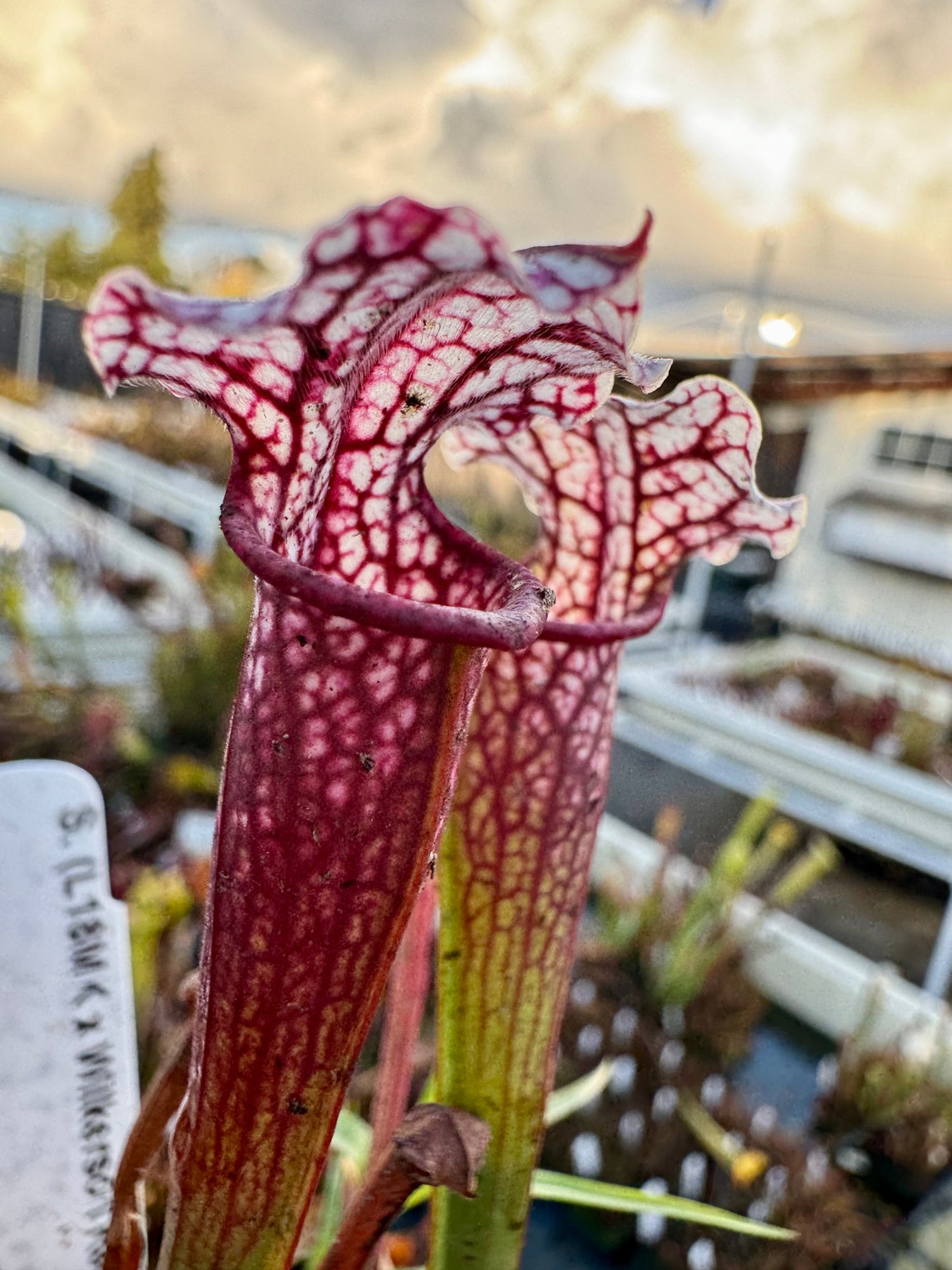 Sarracenia leucophylla “L18MK Red-White Throat” x ( x ‘Ellie Wang’ ) Potted
