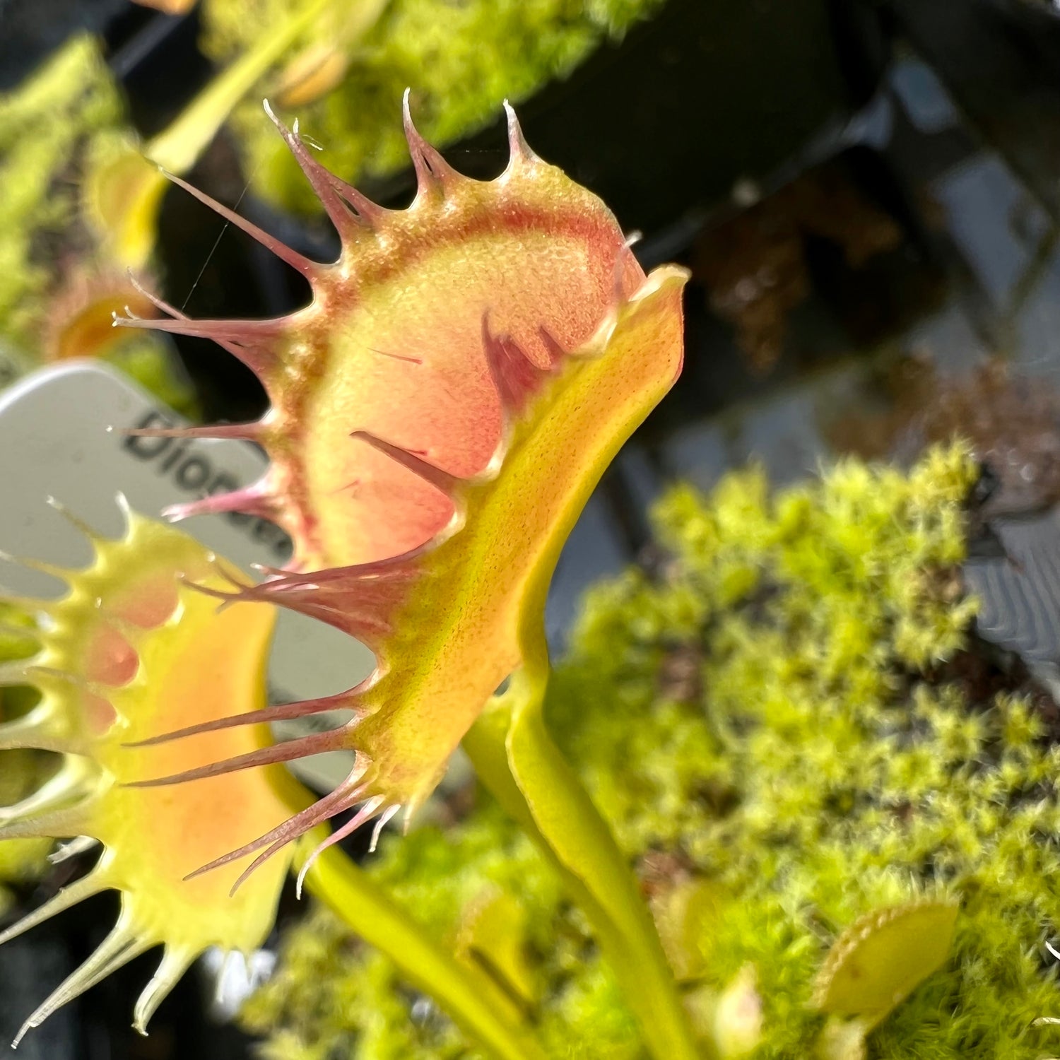 Dionaea m. 'Crispy Sun' Potted