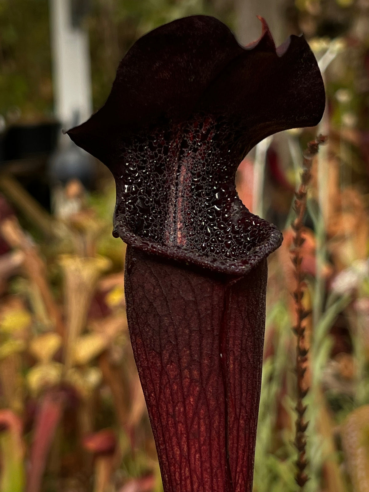 Sarracenia alata “Dark Crystal” Potted