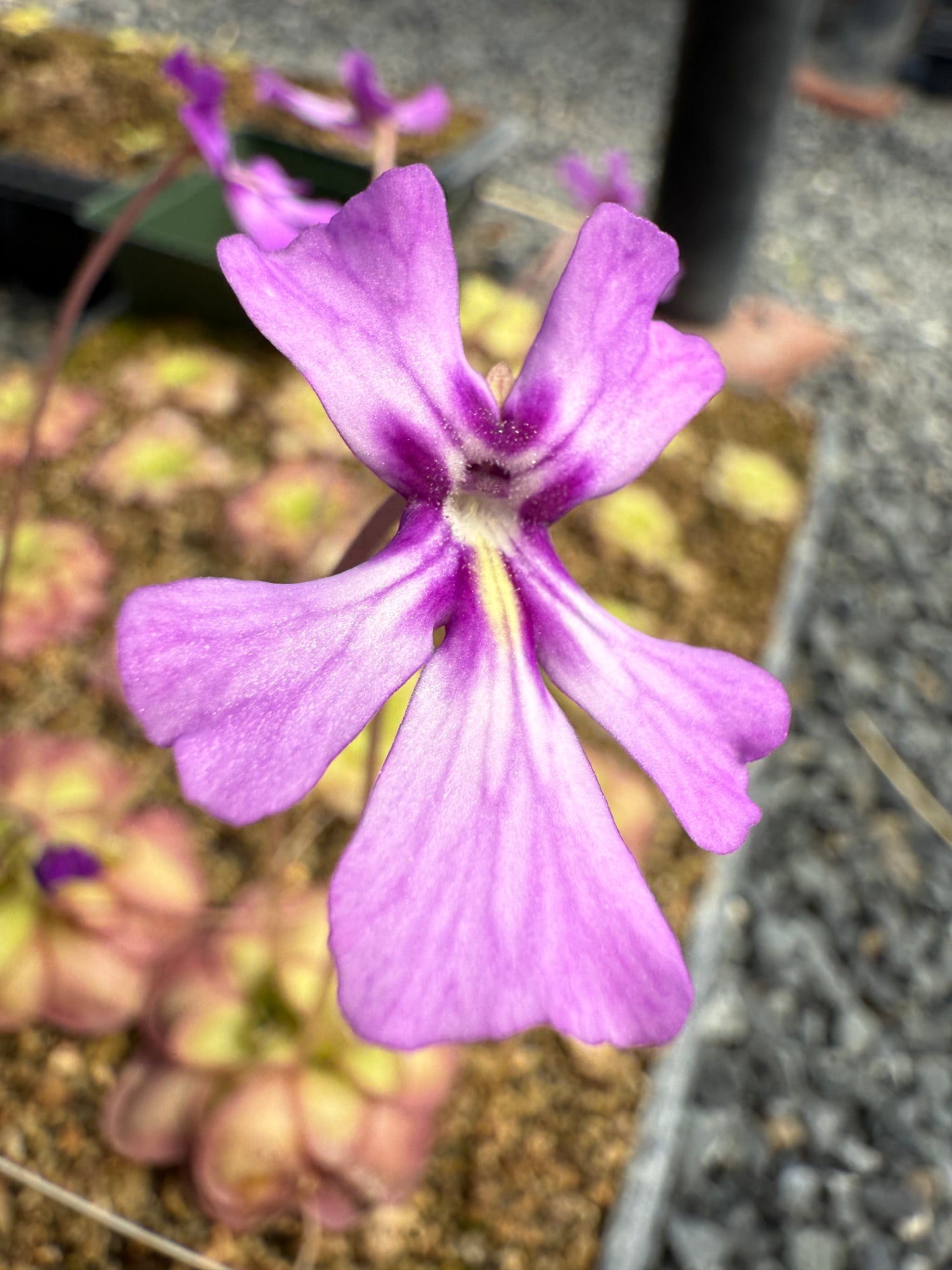 Pinguicula x “Gi-Won Jang” BARE ROOT