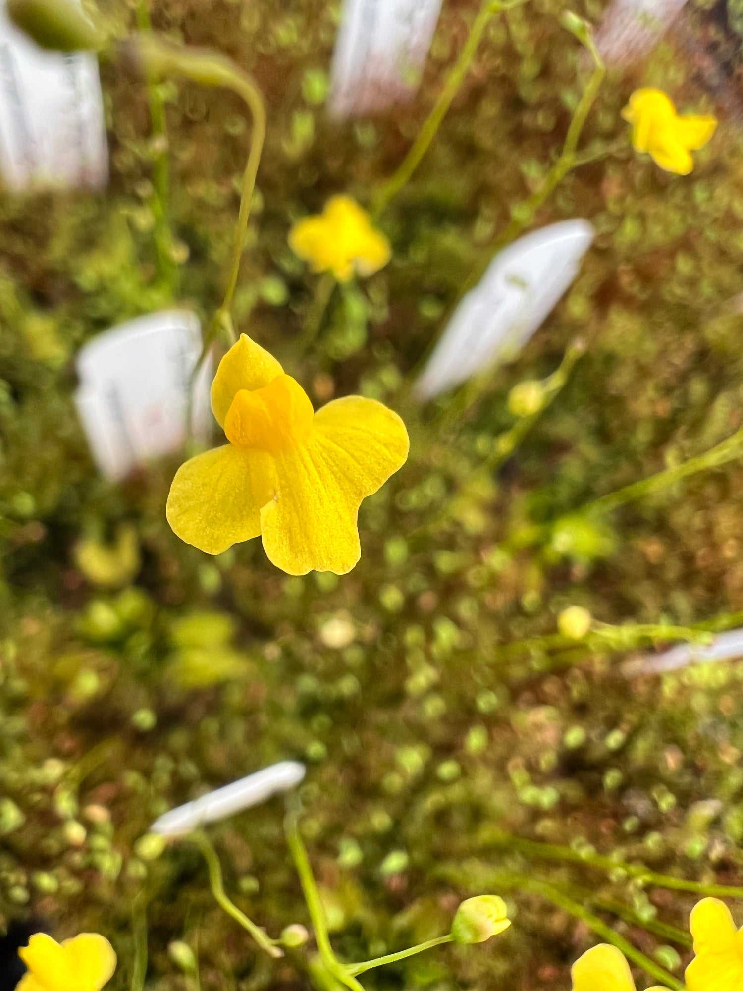 Utricularia subulata Potted