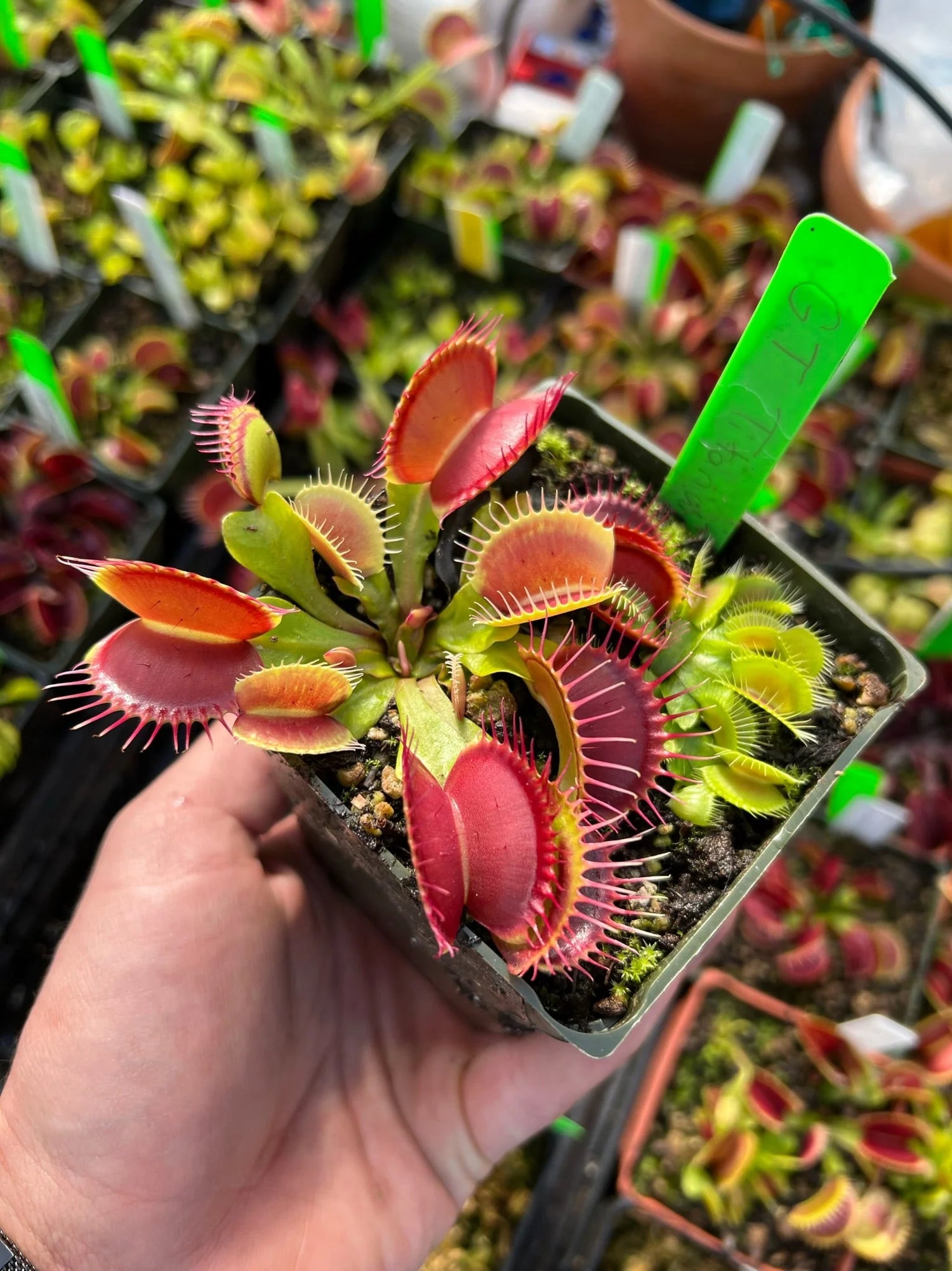 Dionaea m. “GJ Titanium” JH Potted