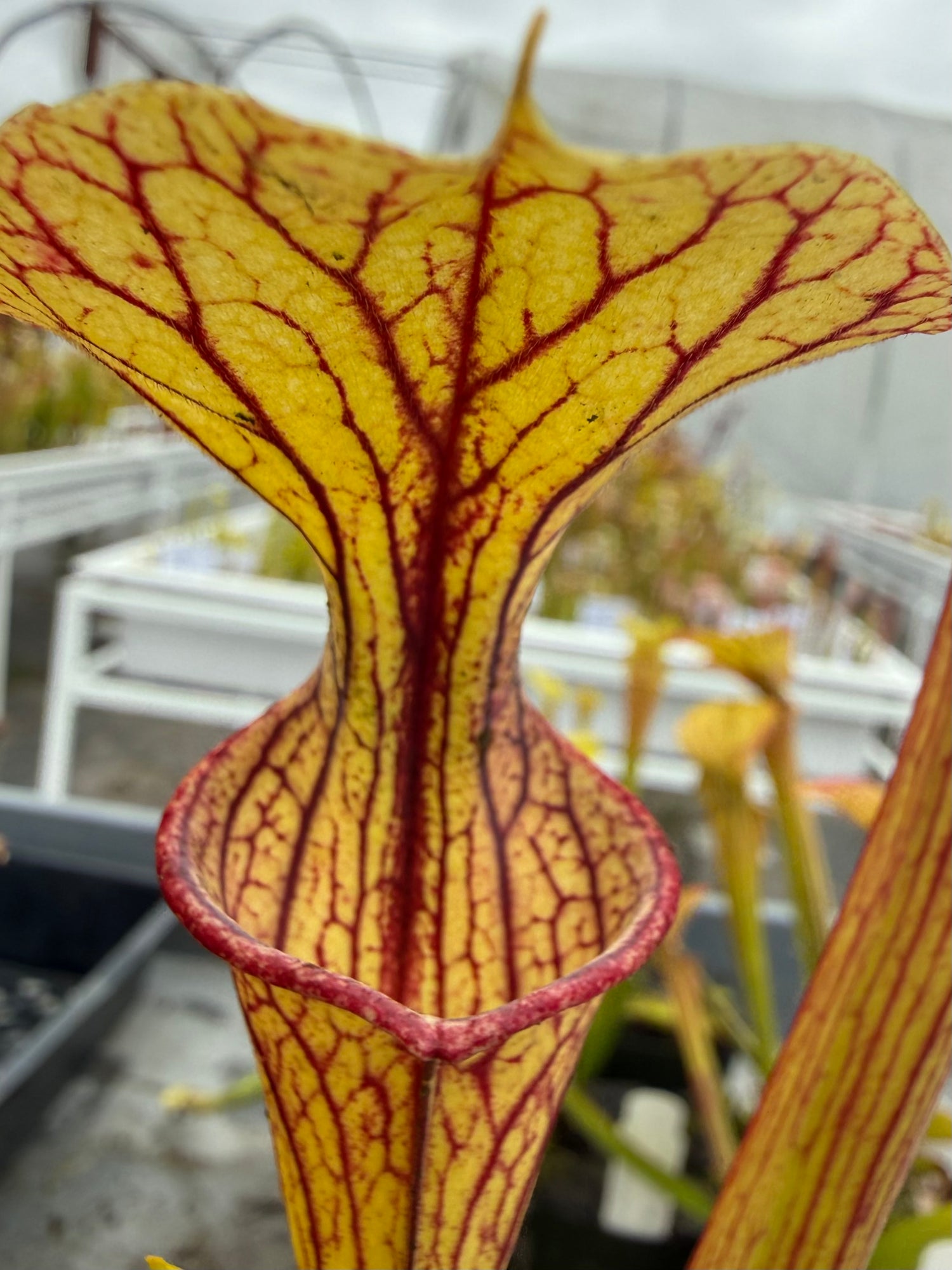 Sarracenia ﻿leucophylla ‘Wilkerson’s Red Rocket’ x oreophila RC Potted